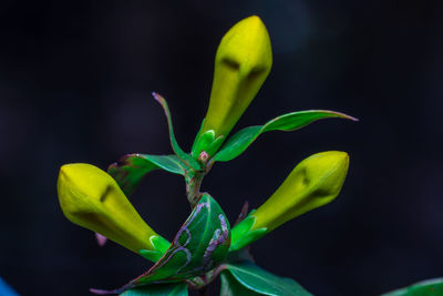 Close-up of green plant