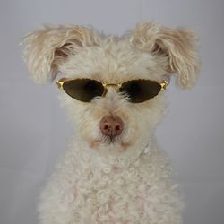 Portrait of white dog against gray background