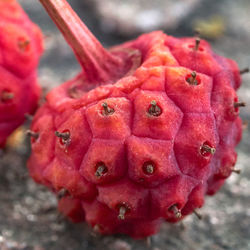 Close-up of strawberry on plant