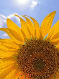 Close-up of sunflower