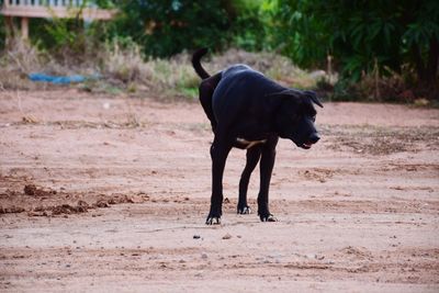 Dog standing on field