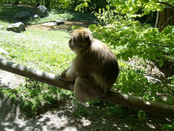 Monkey sitting on tree stump