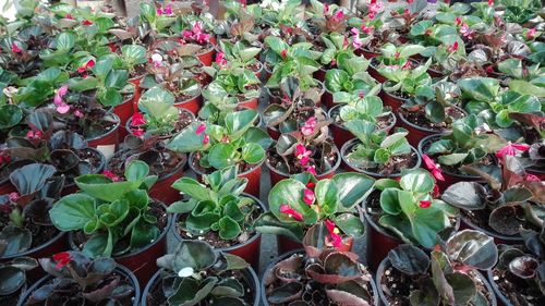 Full frame shot of succulent plants