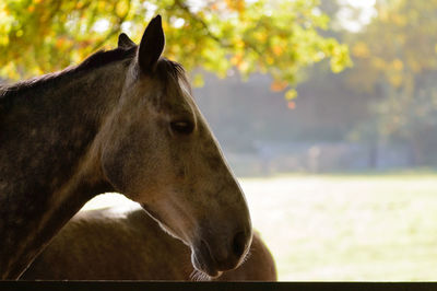 Close-up of horse