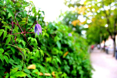 Close-up of plants against blurred background