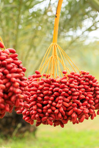 Close-up of cherries growing on tree