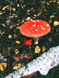 High angle view of mushroom growing on field