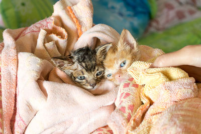 Close-up of hand with kitten on bed