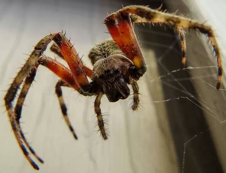 animal themes, one animal, insect, animals in the wild, wildlife, spider, close-up, focus on foreground, selective focus, indoors, spider web, no people, nature, bee, arthropod, fragility, zoology, day, full length