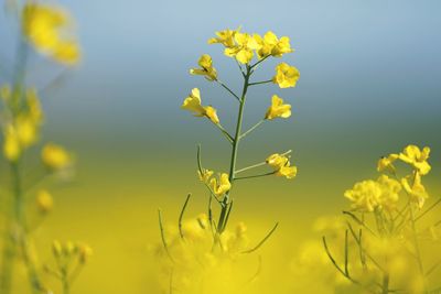 Close-up of yellow flowering plants on field