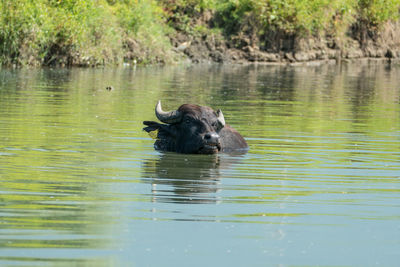 Water buffalo swimming in lake kerkini