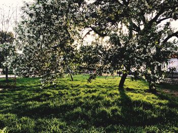Trees growing on grassy field