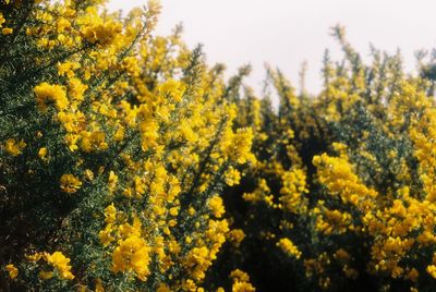 Close-up of yellow flowering plants