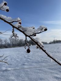 Close-up of frozen bare tree against sky