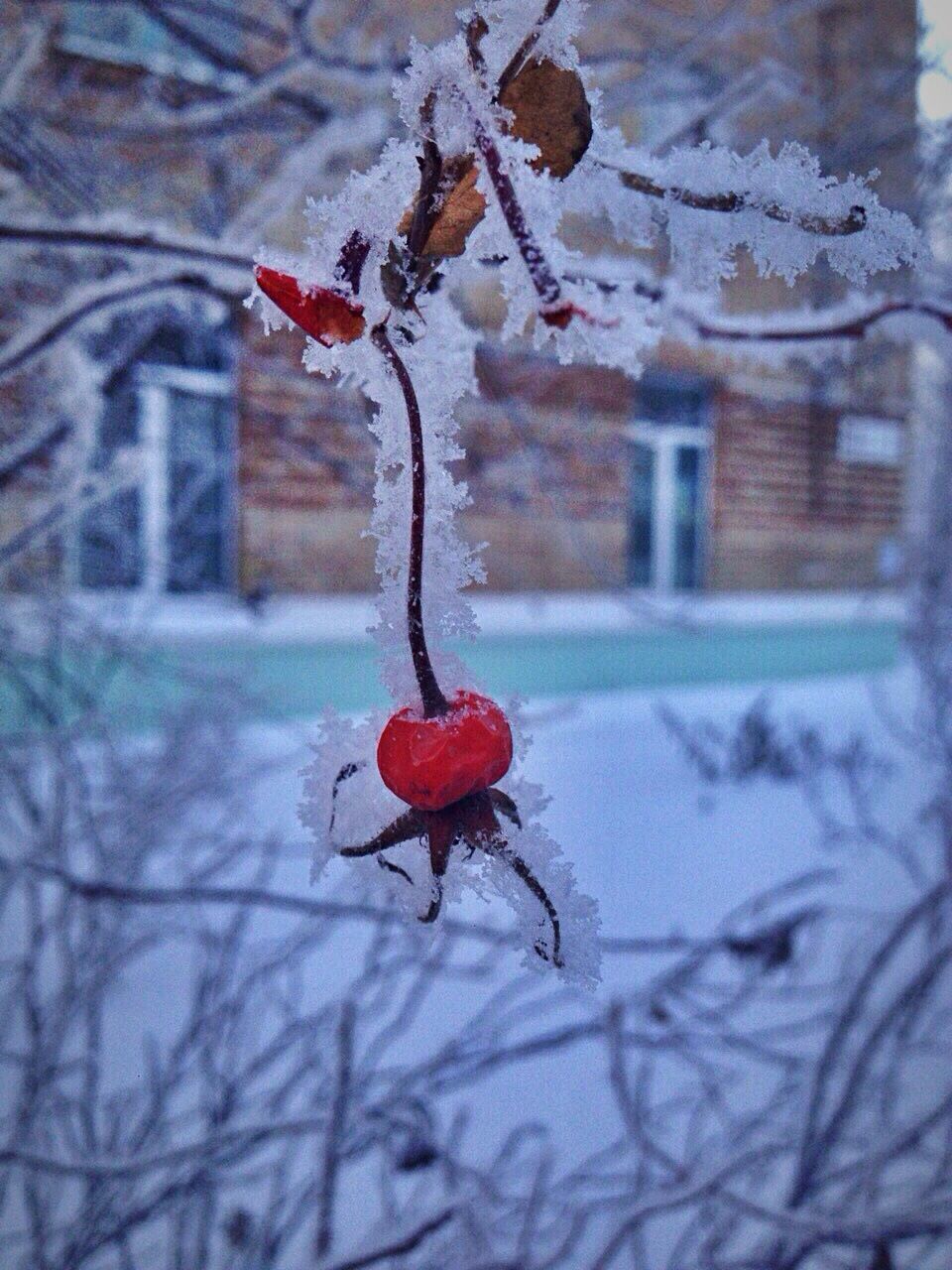 red, snow, winter, cold temperature, close-up, no people, frozen, nature, rose hip, outdoors, day, beauty in nature, freshness