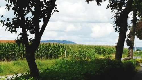 Trees on field against sky