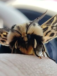 High angle view of insect on table