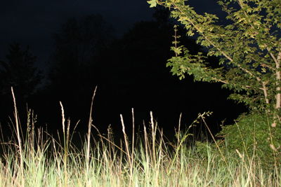 Grass growing on field at night