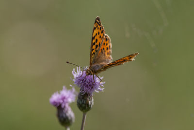 Close-up of butterfly pollinating on thistle