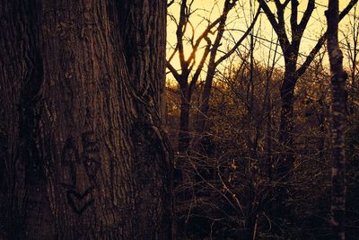 Bare trees in forest