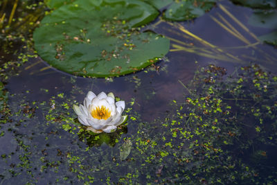 Water lily in pond in summer, russia