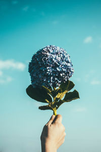 Cropped hand holding flowers against blue sky