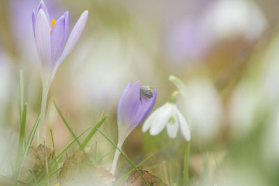 Close-up of purple crocus flowers