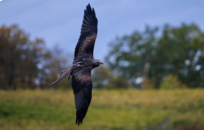 Flight of red kite