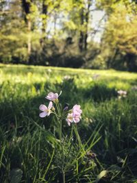 Close-up of flowering plants on land