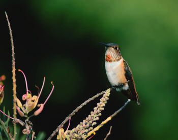 Close-up of bird perching on plant