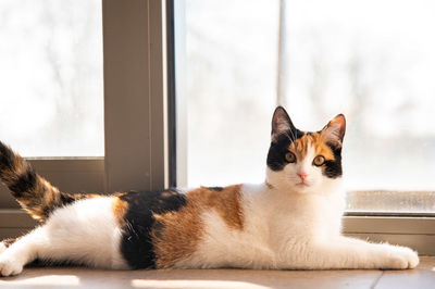 Cat sitting on floor at home