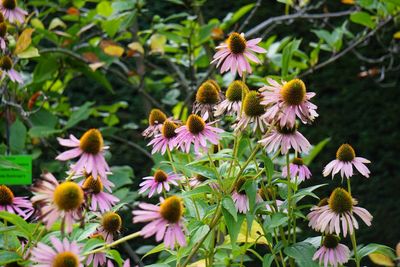 Close-up of purple coneflower blooming outdoors
