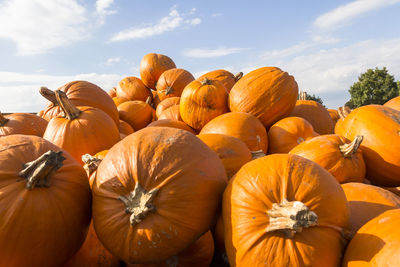 Close-up of pumpkins in farm against sky