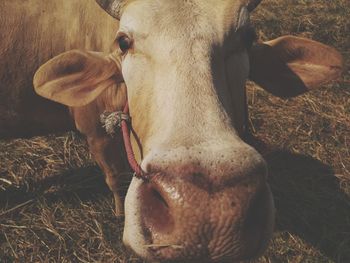 Close-up of cow on field