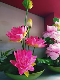 Close-up of pink lotus water lily