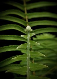 Close-up of green plant