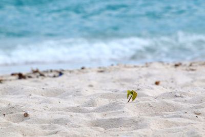 Dead plant on beach