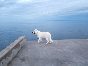 View of a dog on the sea