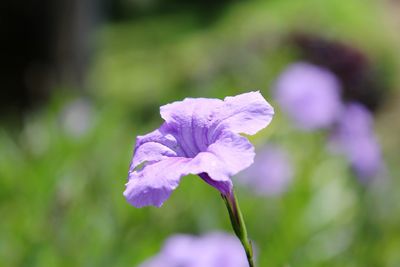 Close-up of purple iris flower