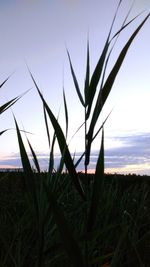 Close-up of grass on field against sky at sunset