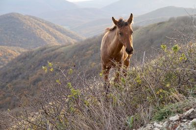 Horse in a field