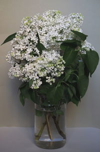 Close-up of white roses in vase on table