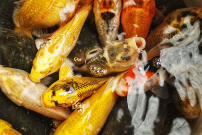 Close-up of fish swimming in pond