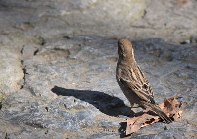 High angle view of bird perching on rock