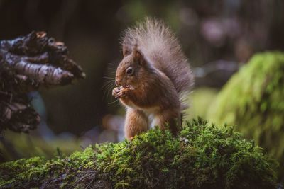 Close-up of squirrel