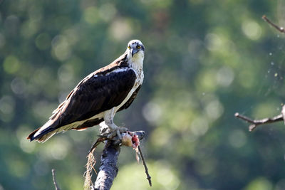 Osprey perching on branch