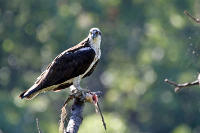 Close-up of bird perching on branch