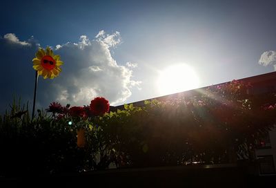 Flowers blooming against sky