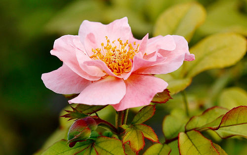 Close-up of pink flowering plant