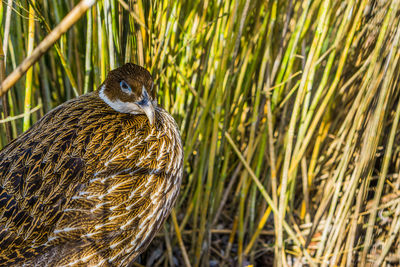 Close-up of a duck